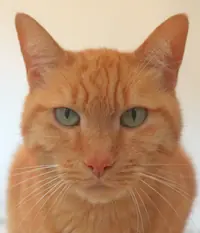 Ginga, the cat